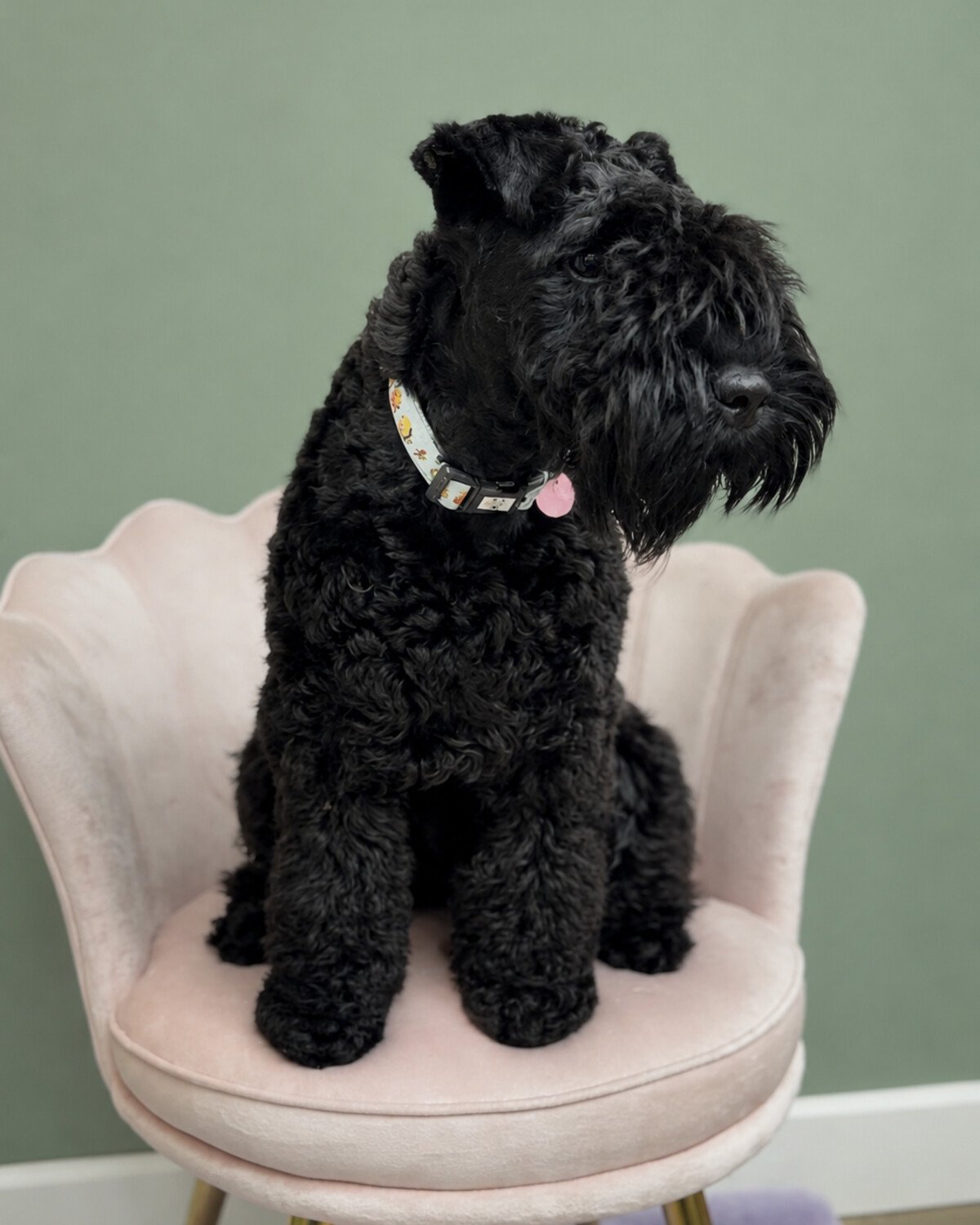 A groomed black poodle sitting on a pink velvet shell chair inside the Spaghetti Poodles studio.