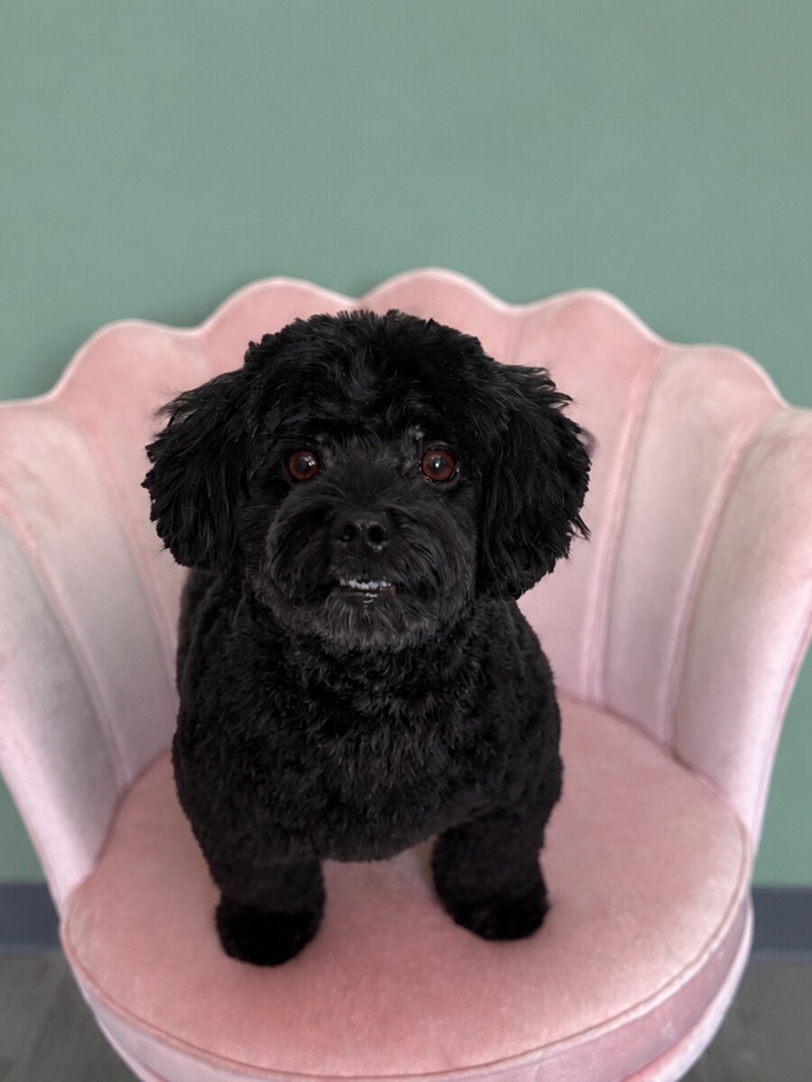 A small black curly-coated dog groomed and sitting on the studio's pink shell chair.