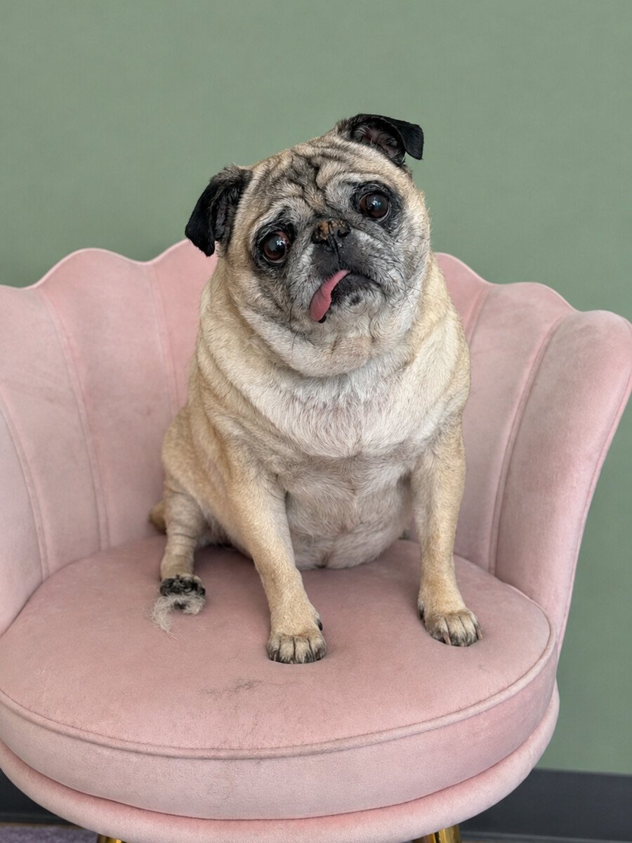 A groomed pug sitting on the pink shell chair with its tongue out.