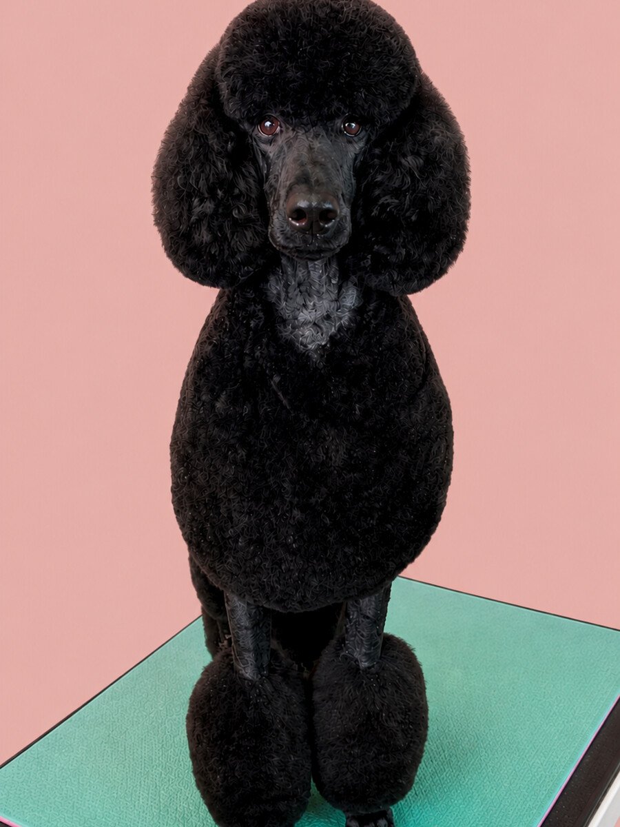 A black standard poodle in full show trim standing on a teal photo backdrop.