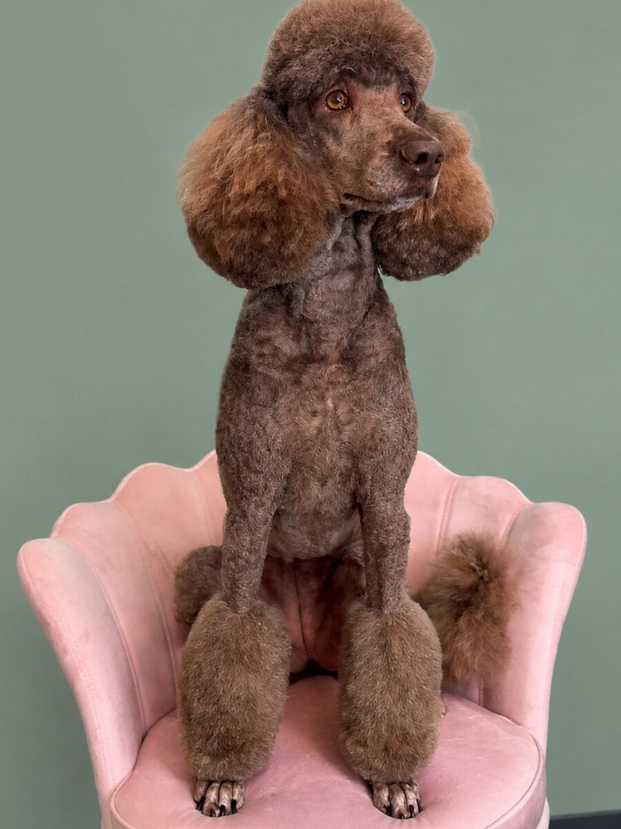 A brown poodle sitting neatly on the pink shell chair after grooming.