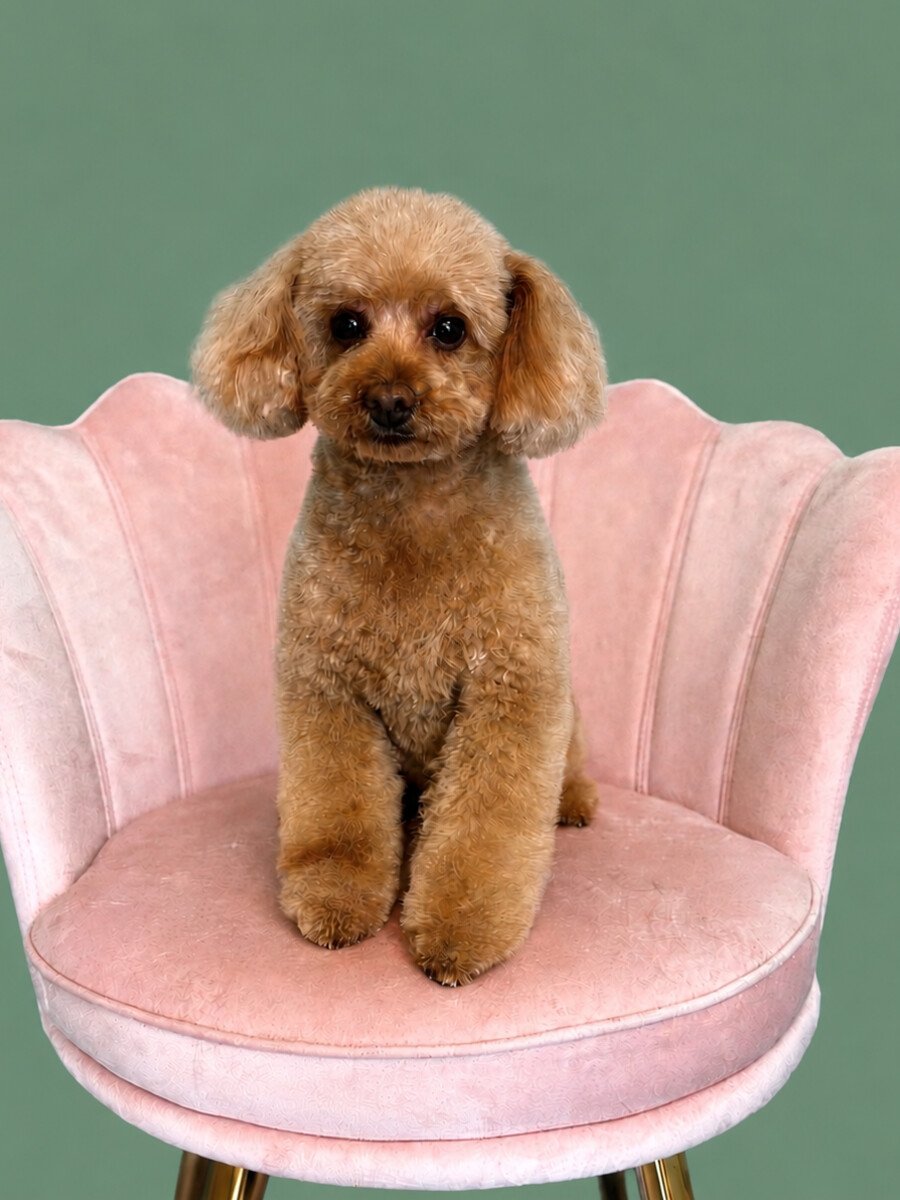 An apricot toy poodle standing on the pink shell chair.