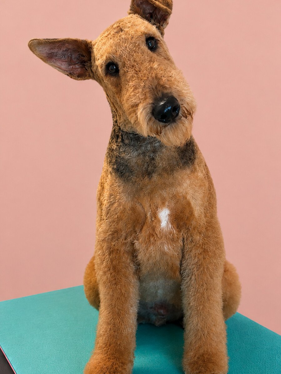 An Airedale terrier freshly groomed, sitting on a teal photo backdrop.