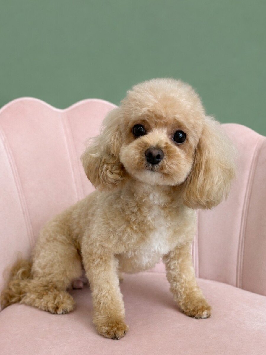 A cream poodle sitting on the pink shell chair after a fresh groom.