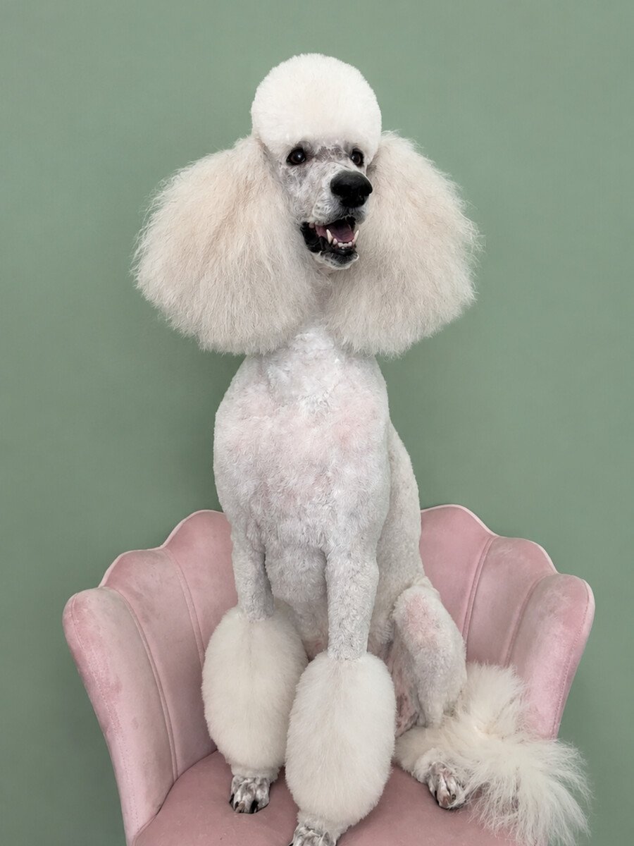 A white standard poodle standing fully groomed on the pink shell chair.