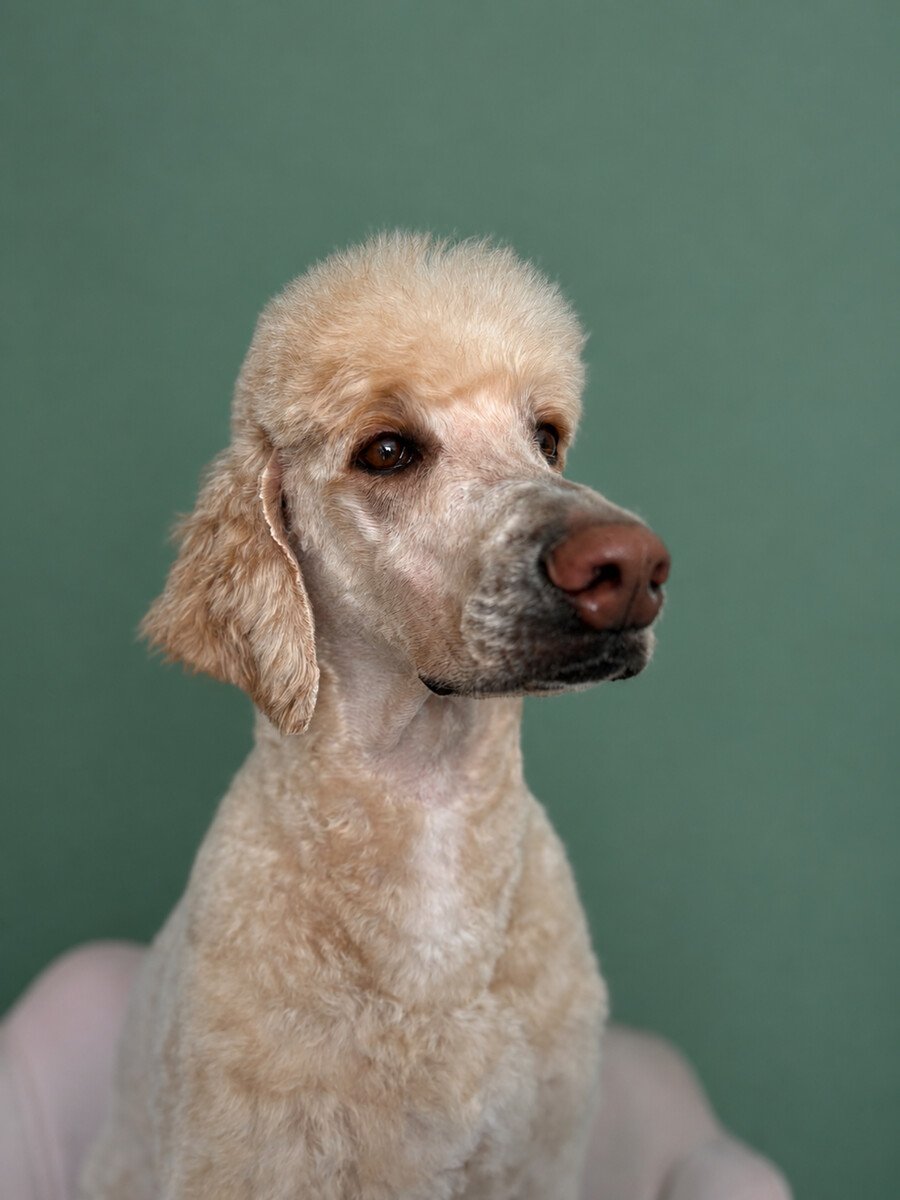 A cream standard poodle in profile portrait, freshly groomed.